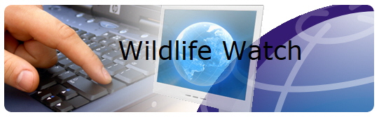 Wildlife Watch       

